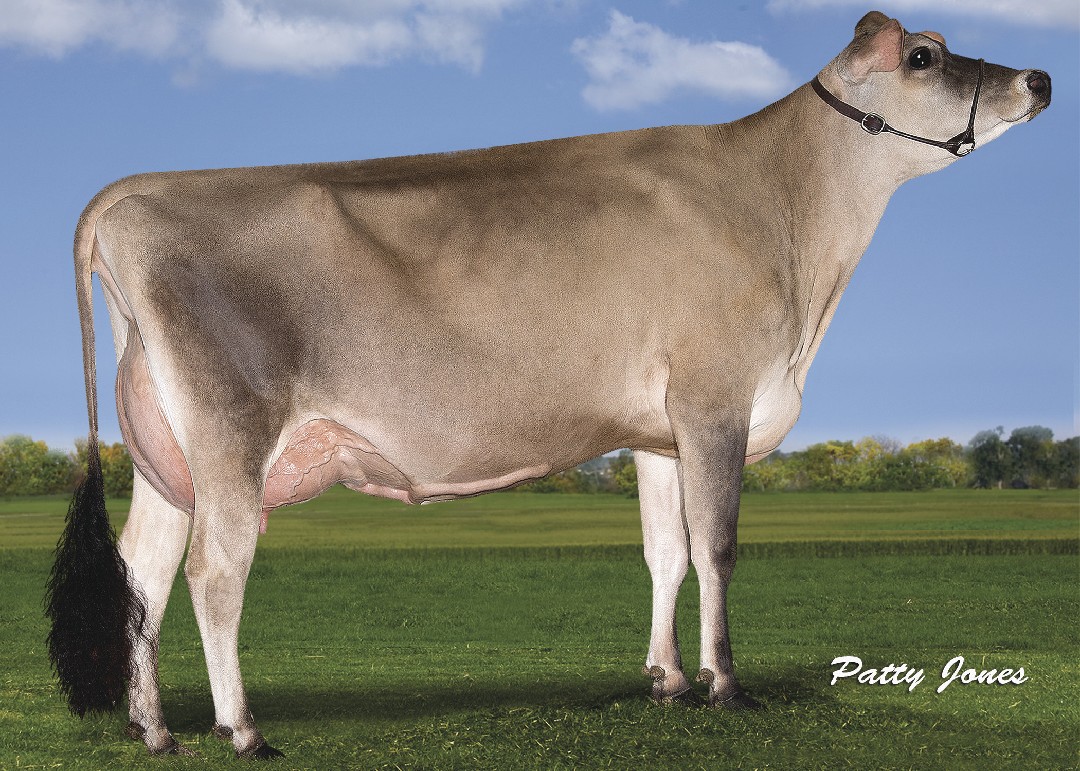 Jersey bull irwin Clearance