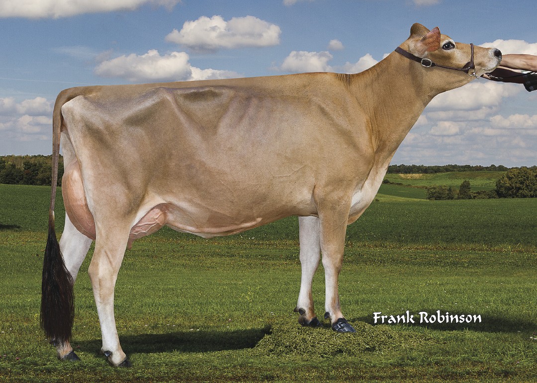 Jersey bull irwin Clearance