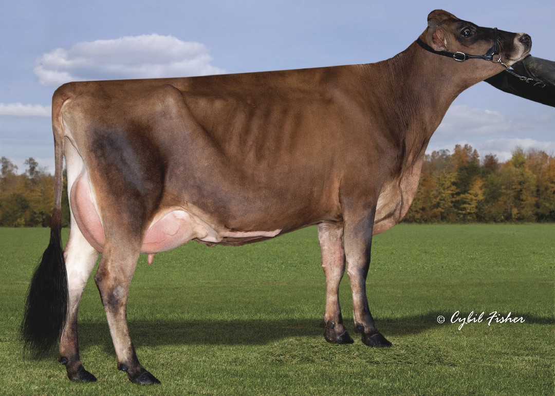 Jersey bull irwin Clearance