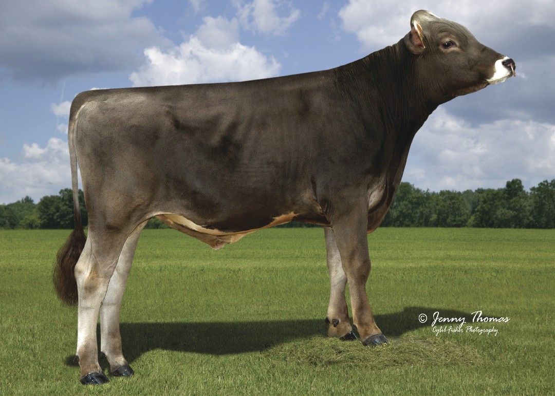 Top 100 PPR Bulls - Brown Swiss Association