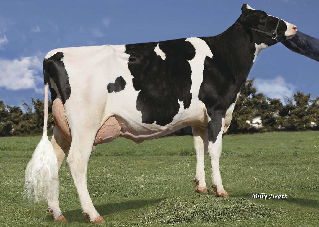 Details about   Holstein Bull Tap Handle for Beer Keg 4H FFA Farm Black White Farmer Dairy 