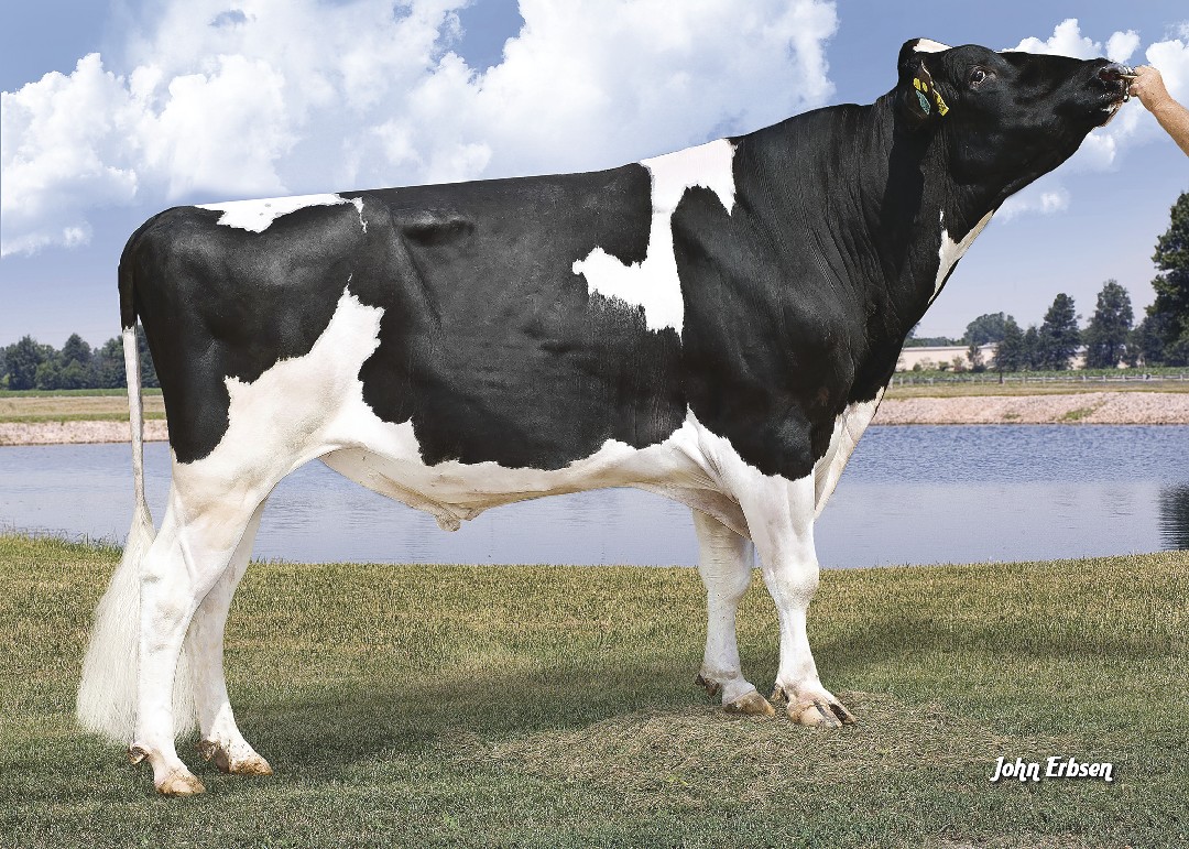 Bull Page