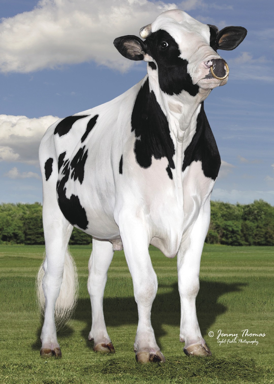 Bull Page