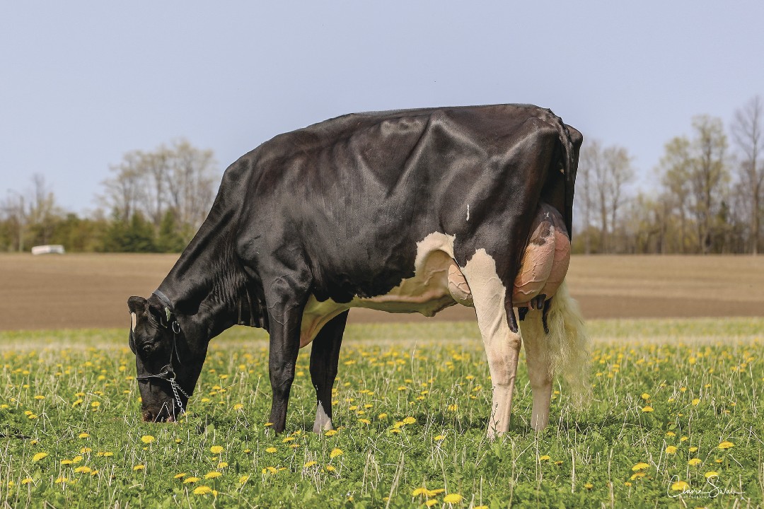 Holstein Bull Parfect
