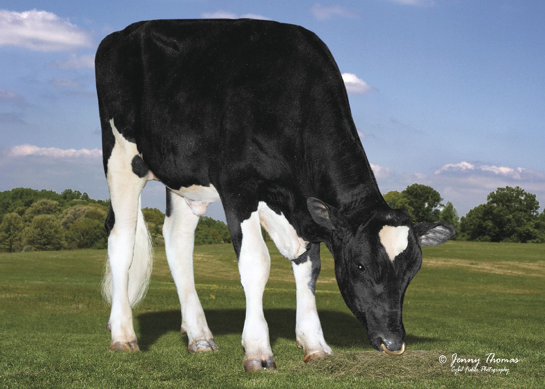 Holstein Bull Parfect