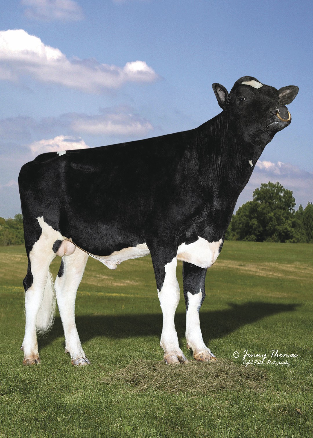 Holstein Bull Parfect