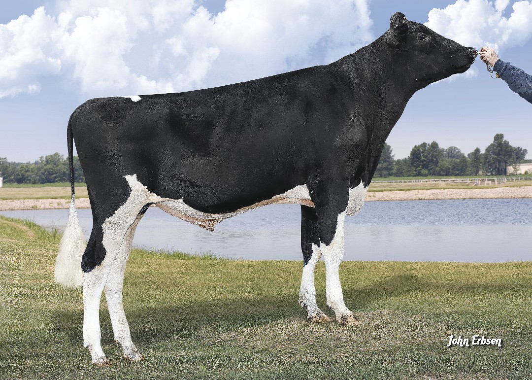 Holstein Bull Parfect