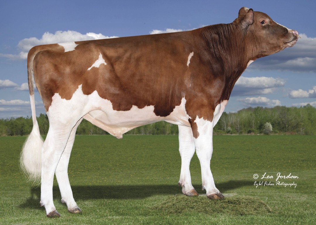 Bull Page