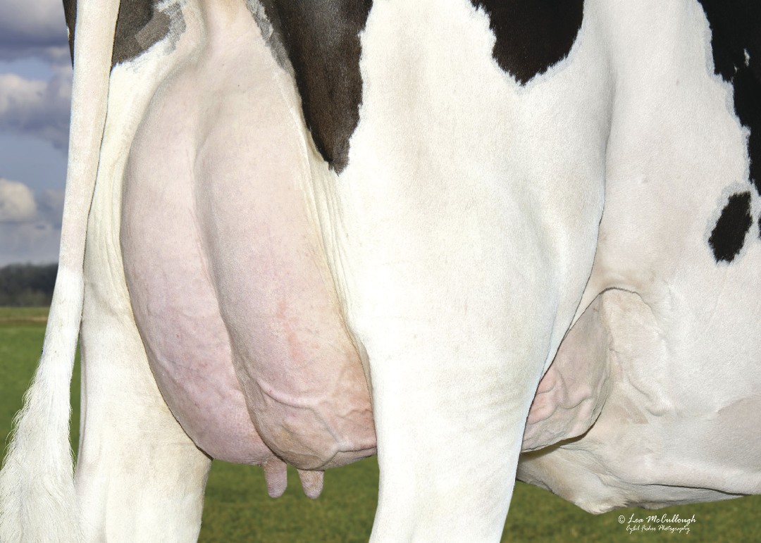 Bull Page