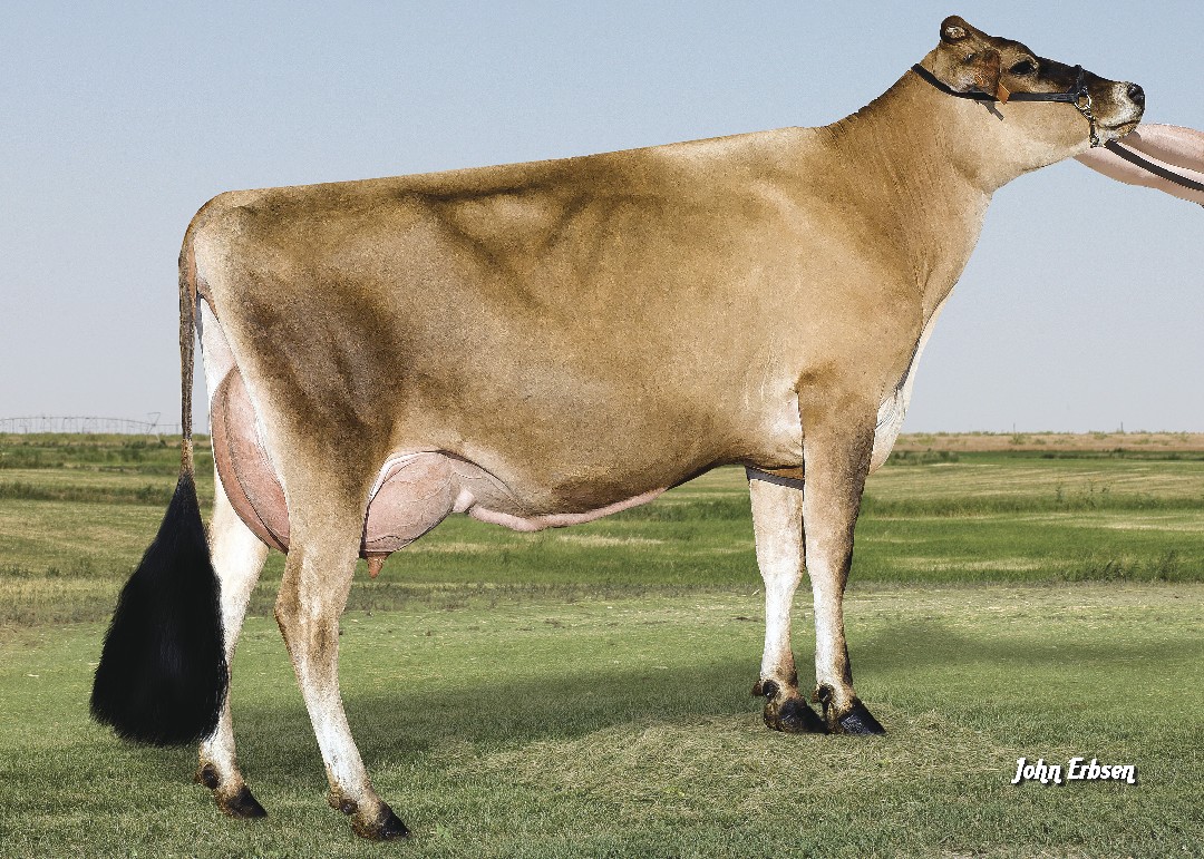 Bull Page