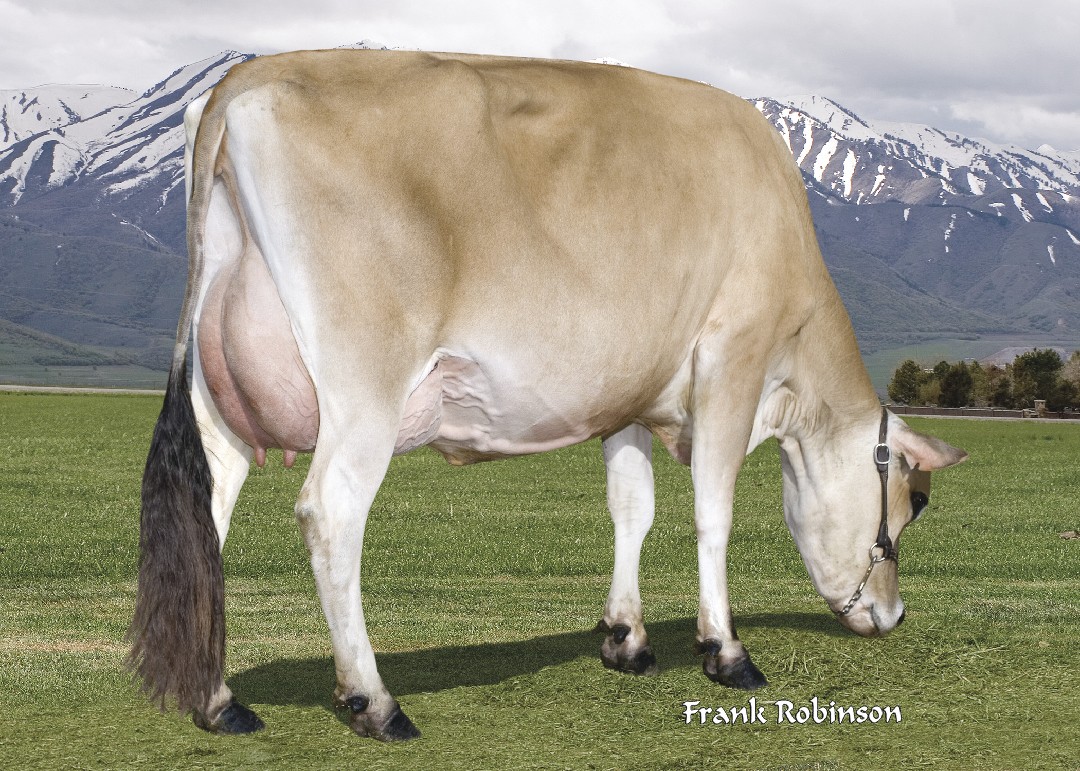 Bull Page
